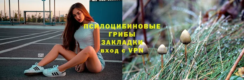 Псилоцибиновые грибы Psilocybe  Буинск 